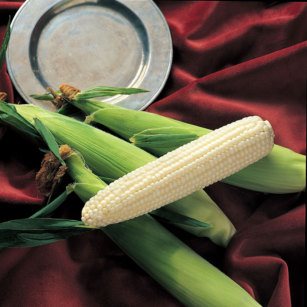 Silver King Sweet Corn Seed