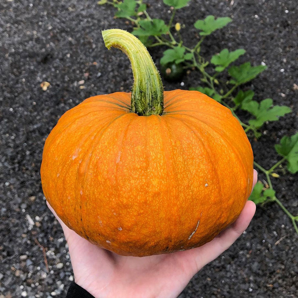 Small Sugar Pumpkin Seed
