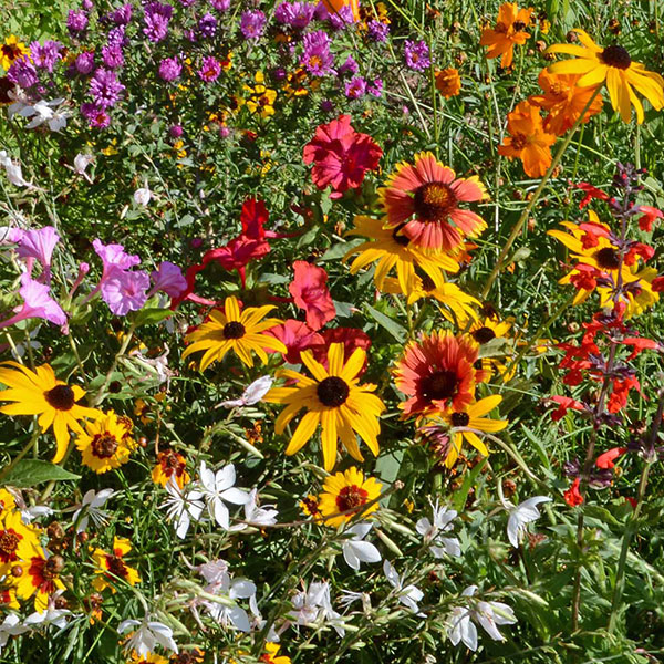 Southeast Value Wildflower Seed Mixture, 1 Lb