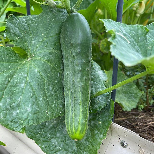 Spacemaster 80 Cucumber Seed