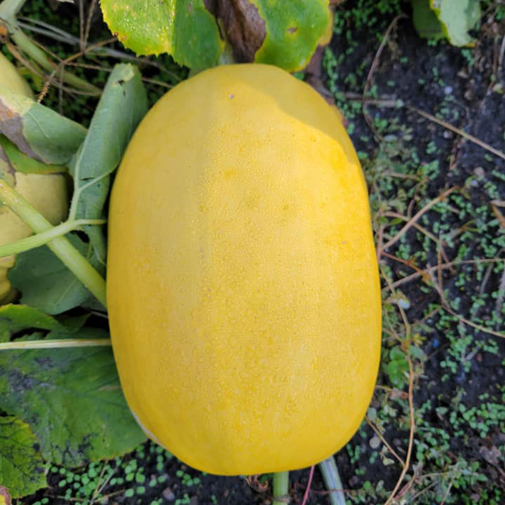 Vegetable Spaghetti Squash Seed