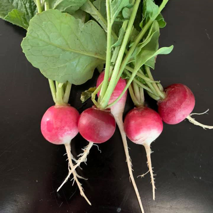 Sparkler White Tip Radish Seed
