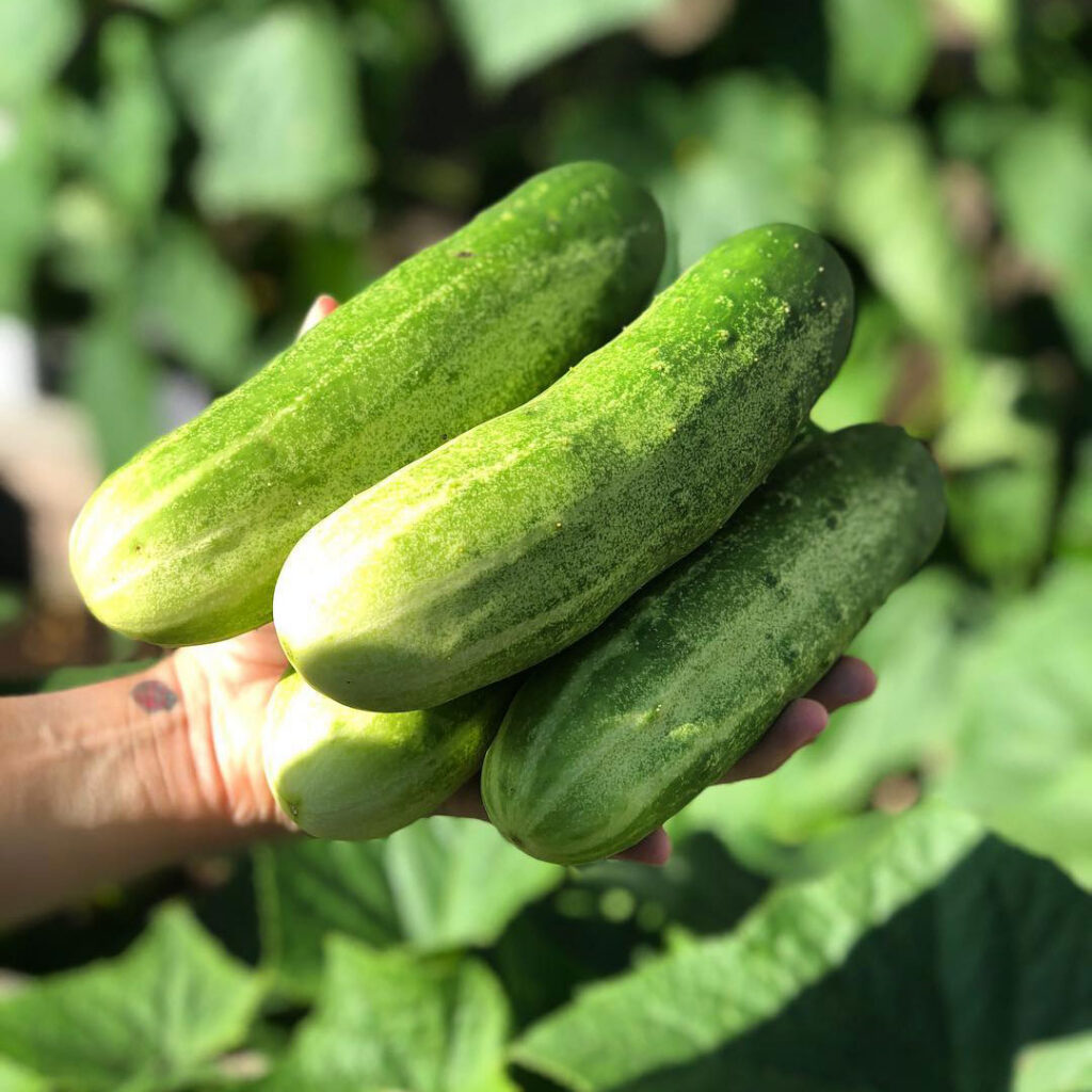 Straight Eight Cucumber Seed