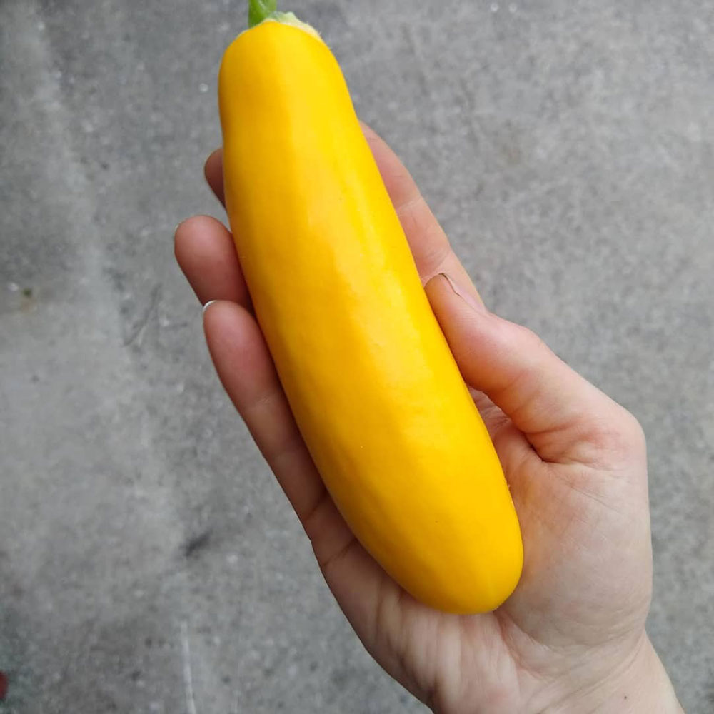 Early Prolific Straightneck Squash Seed