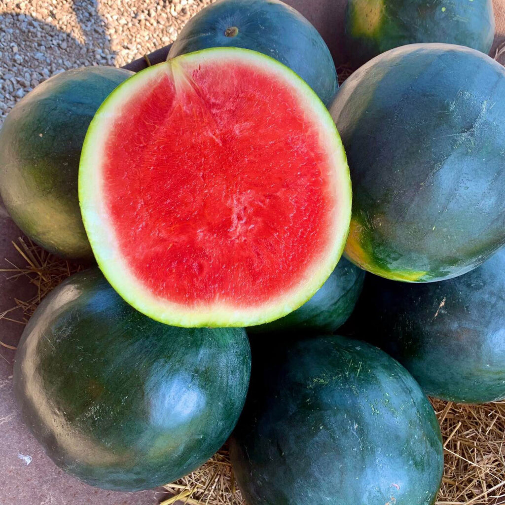 Sugar Baby Watermelon Seed