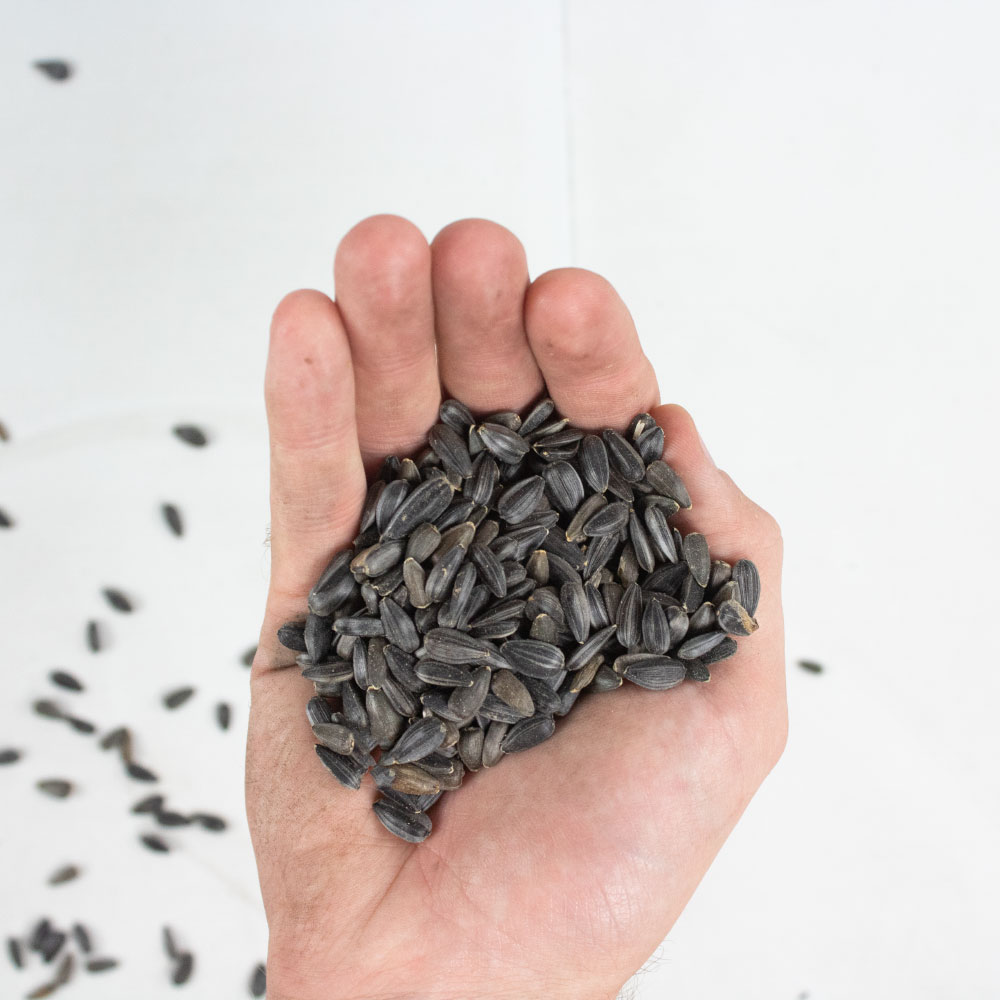 BLACK OIL SUNFLOWER WILD BIRD FEED