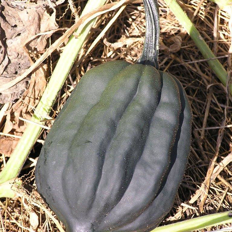 Table Queen Acorn Squash Seed