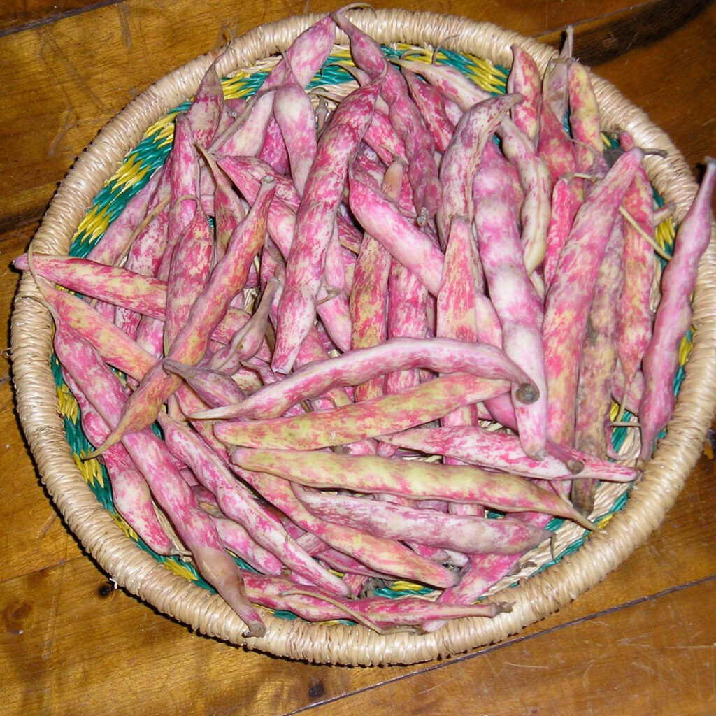 Taylor Horticulture Bean Seed