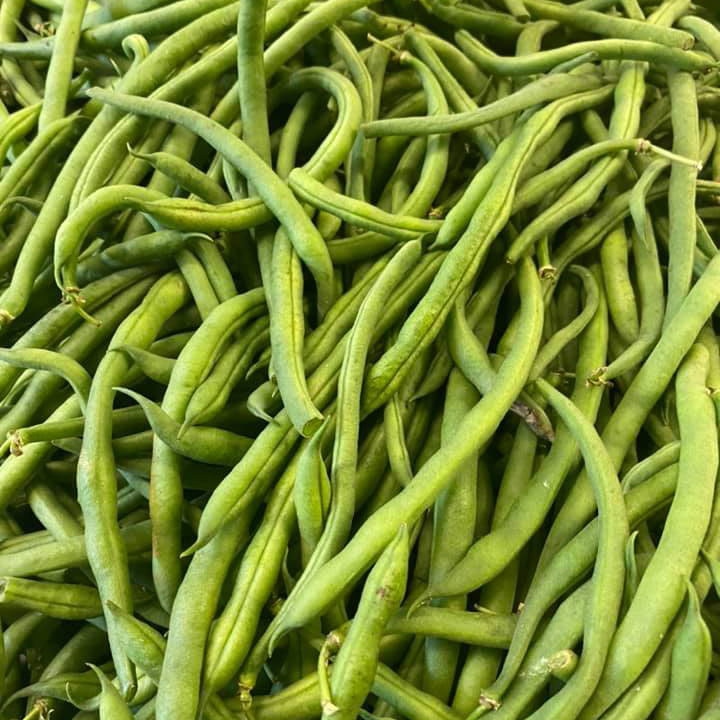 Tenderette Bush Green Bean Seed
