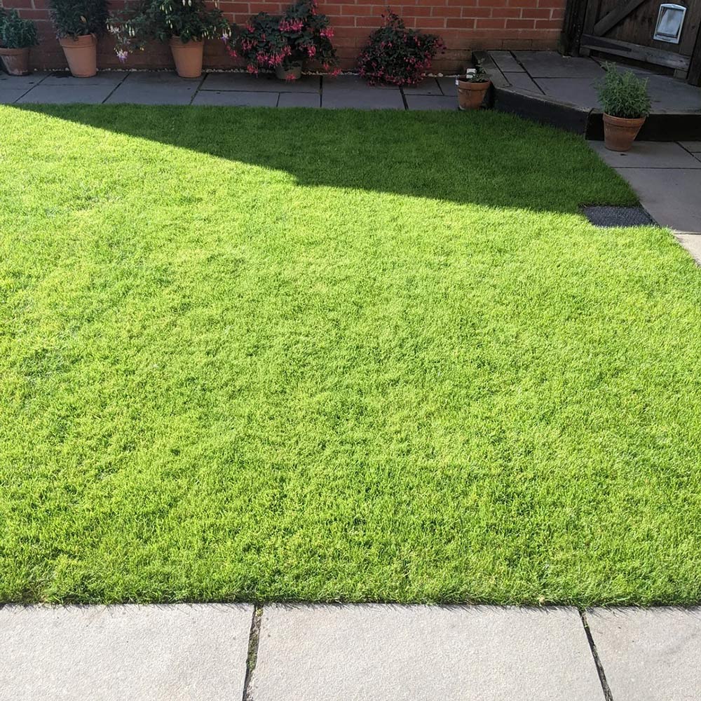 Triple Crown Turf Type Tall Fescue Seed Blend