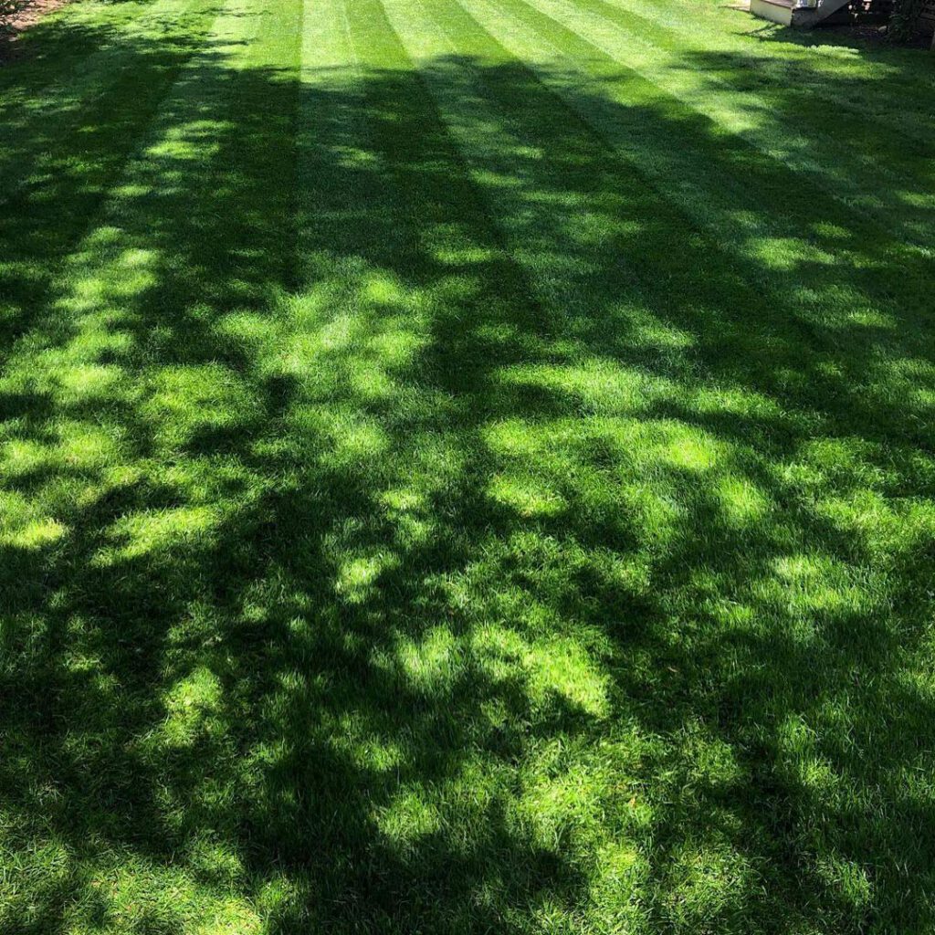 Triple Crown Shady Turf Type Seed Blend