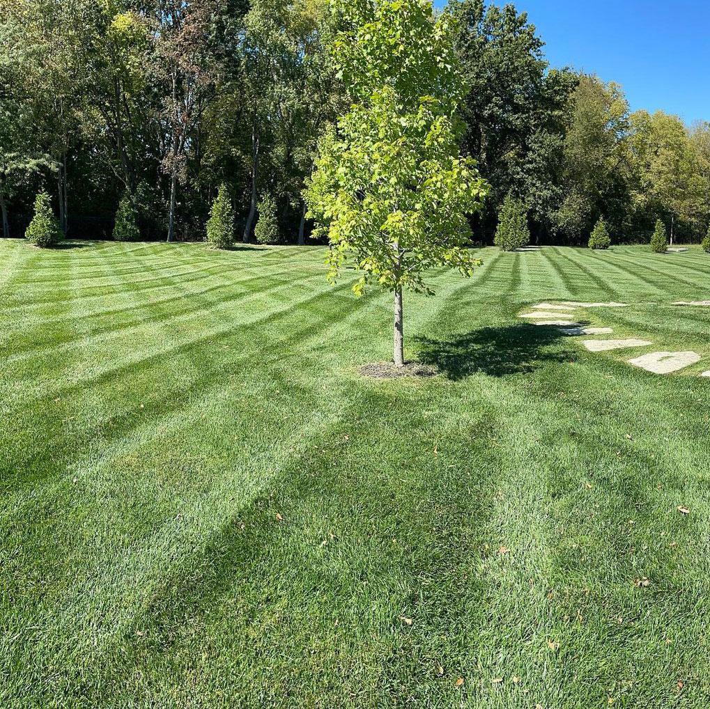 Triple Crown Ultra Turf Type Tall Fescue, 50 Lb Bag