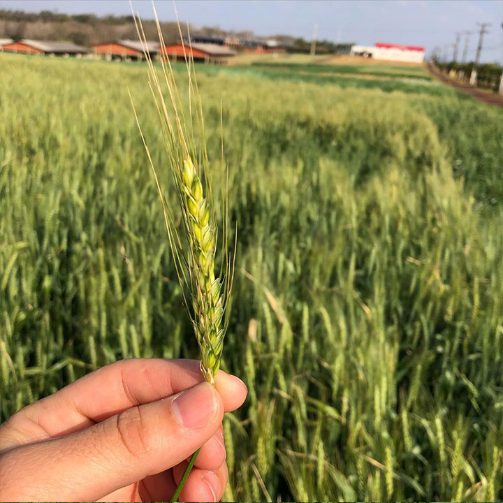 Variety Not Stated Triticale Seed, 50 Lb Bag