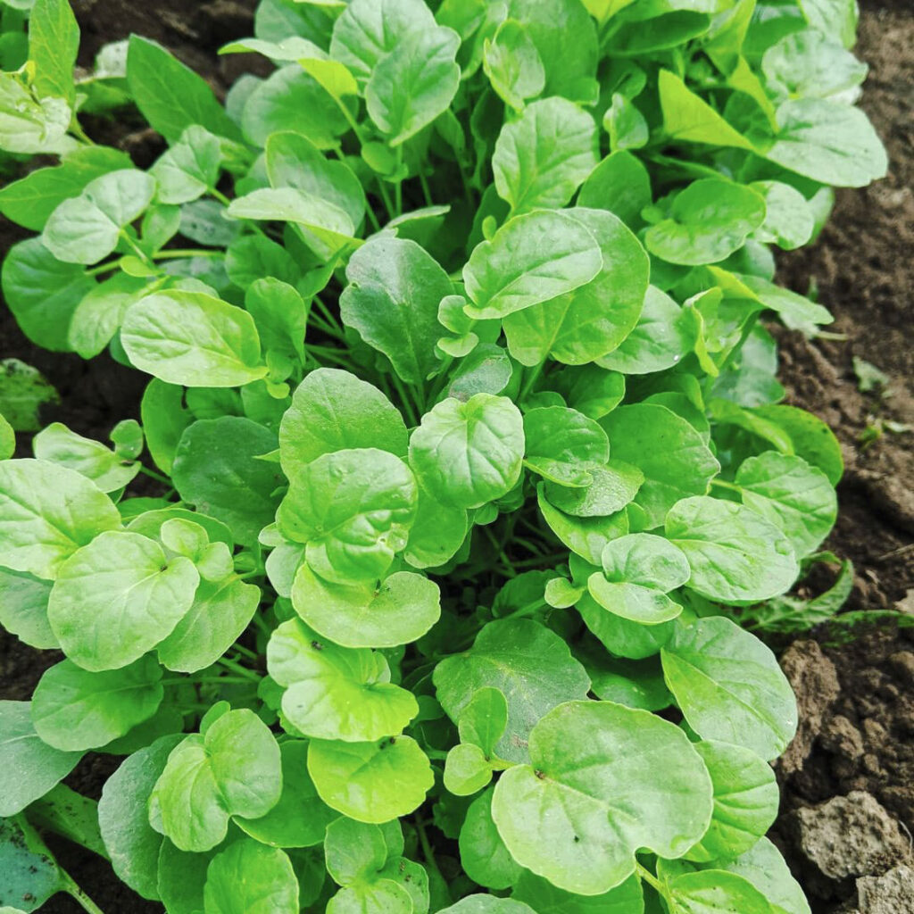 Upland Cress Seed
