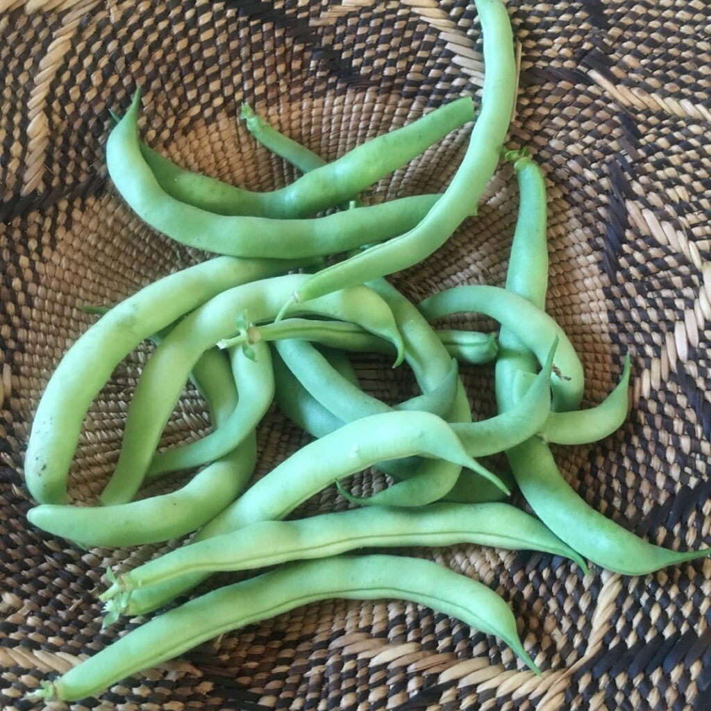 Volunteer 1/2 Runner Green Bean Seed