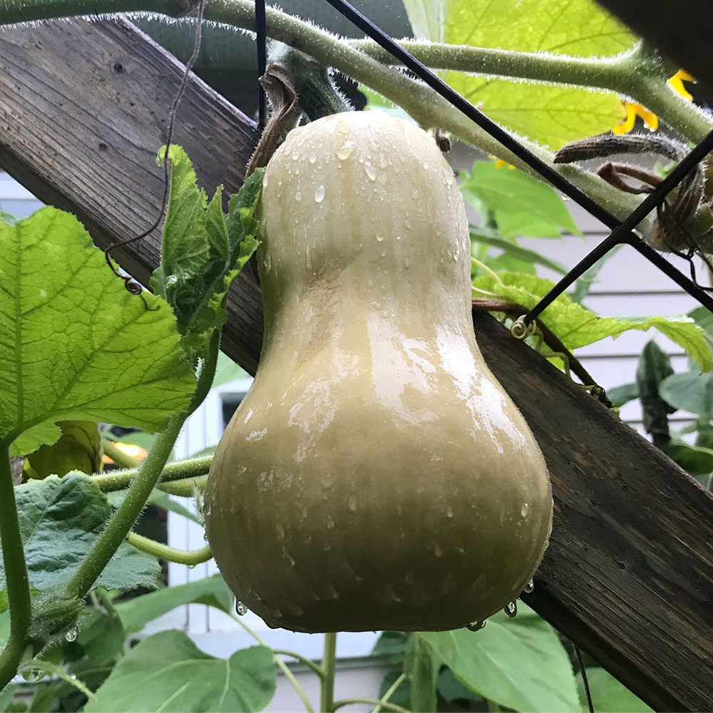 Waltham Butternut Squash Seed