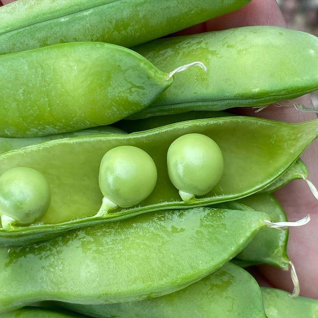 Wando Pea Seed
