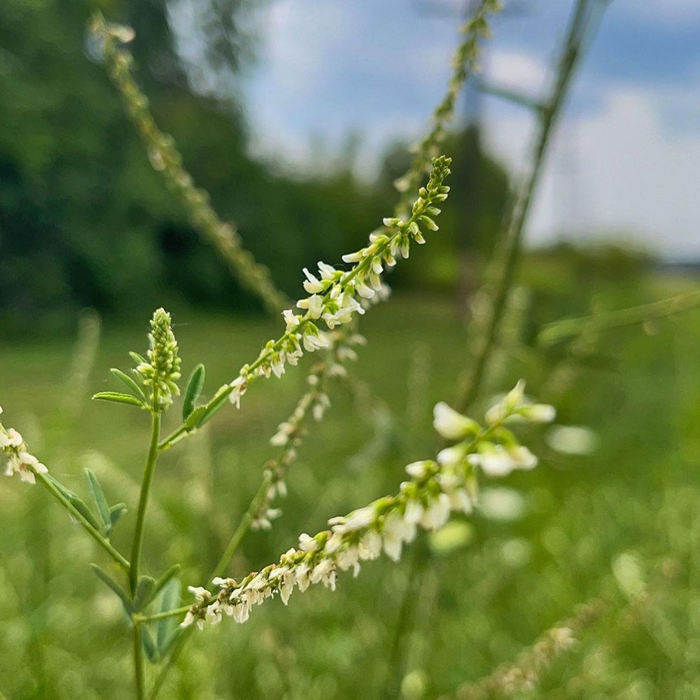 White Blossom Sweet Clover Seed, 50 Lb Bag