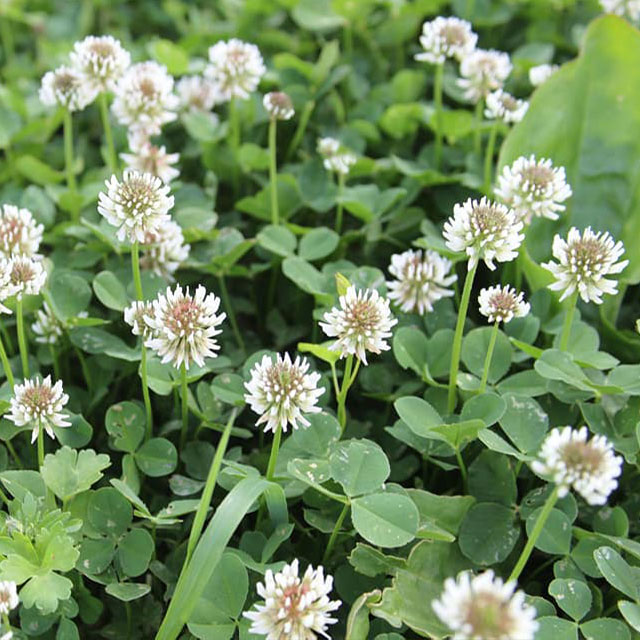 White Dutch Clover Seed, 50 Lb Bag