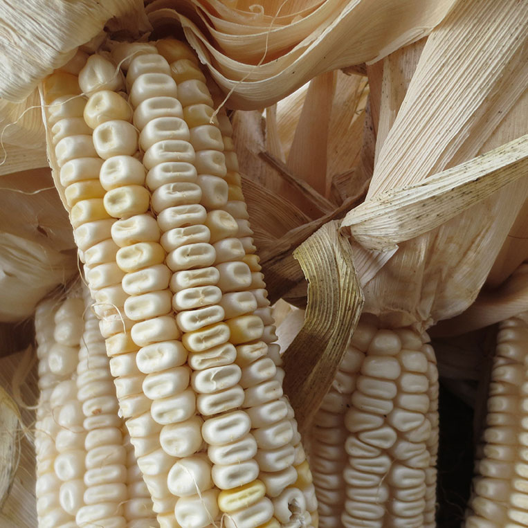 White Hickory King Open Pollinated Corn Seed