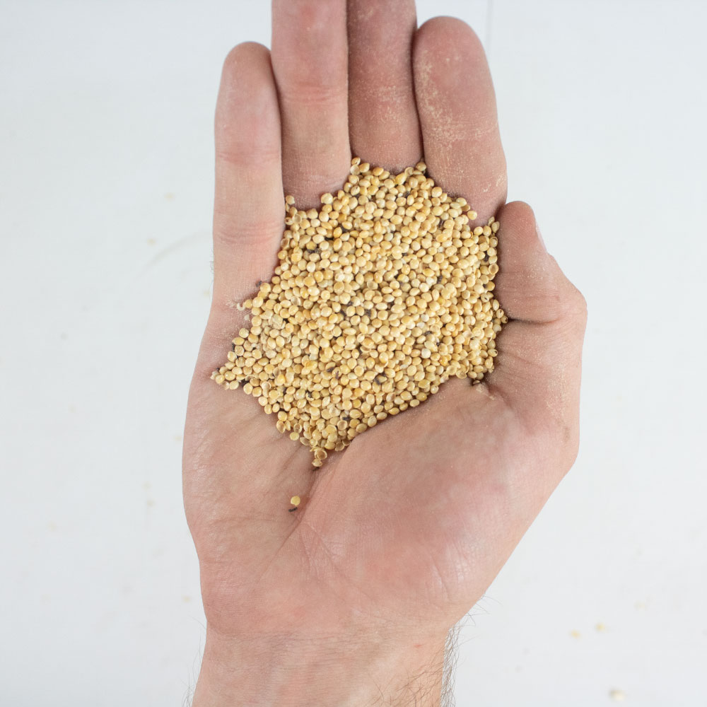 White Millet Wild Bird Feed, 50 Lb Bag