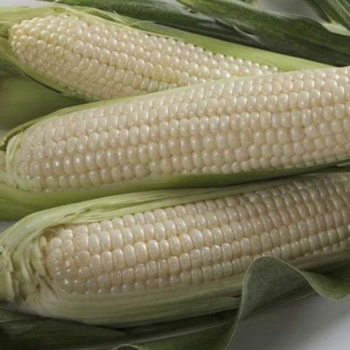 White Truckers Favorite Open Pollinated Corn Seed