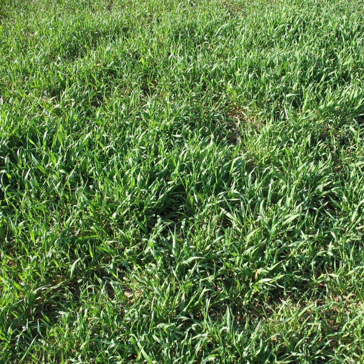 Winter Rye Seed
