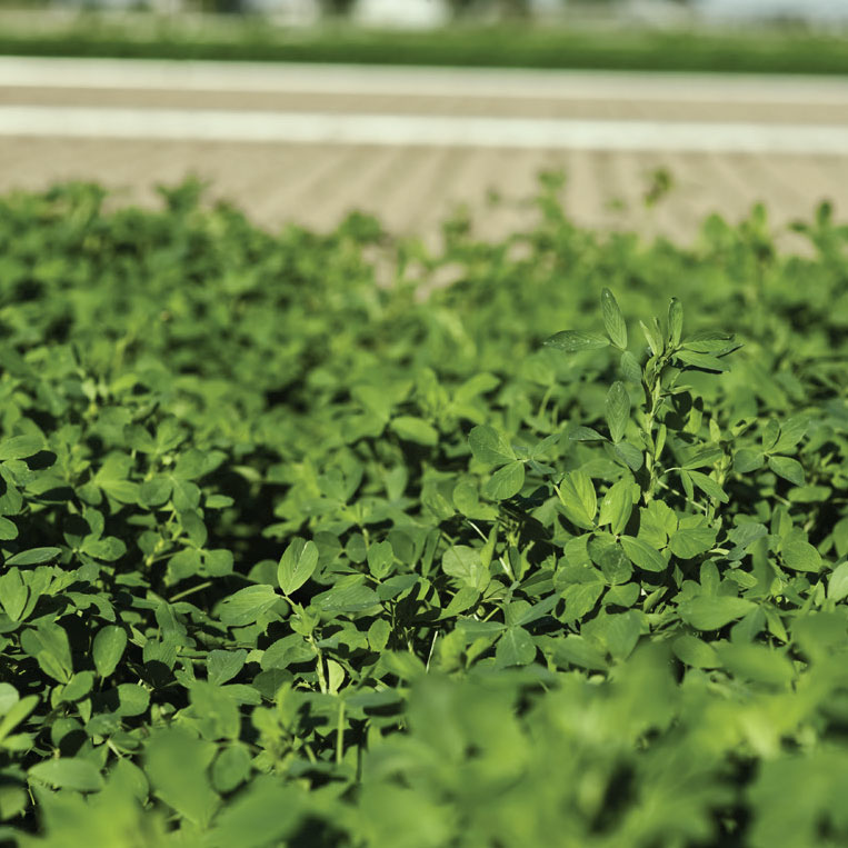 WL 372HQRR Coated Alfalfa Seed, 50 Lb Bag